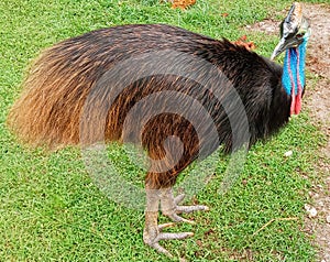 Papuan Cassowary