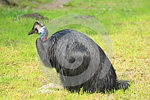 Papuan cassowary