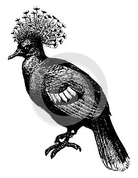 Papuan crowned pigeon, vintage illustration