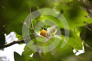 Papuan dwarf kingfisher