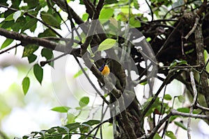 Papuan dwarf kingfisher