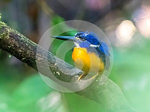 Papuan Dwarf Kingfisher perched on a branch in a beam of sunlight