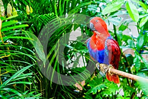 Papuan Eclectus