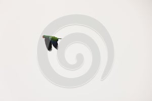 Papuan eclectus parrot (Eclectus polychloros) in Waigeo island, Indonesia photo