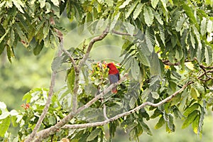 Papuan eclectus parrot (Eclectus polychloros) in Waigeo island, Indonesia photo