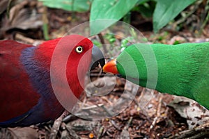 The Papuan eclectus, red-sided eclectus, or New Guinea eclectus
