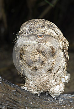 Papuan frogmouth