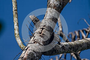 Papuan frogmouth or Podargus papuensis observed in Waigeo, West Papua, Indonesia