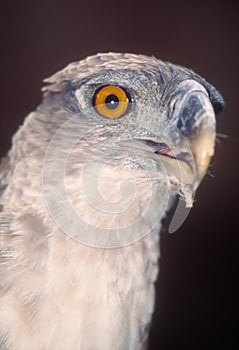 Papuan harpy eagle