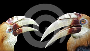 Papuan horn bill on a black background