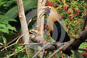 Papuan hornbill