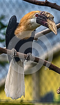 Papuan hornbill 3