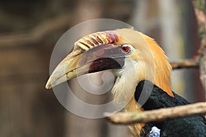 Papuan hornbill