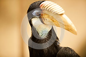 Papuan hornbill