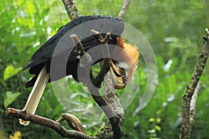 Papuan hornbill