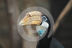 Papuan hornbill