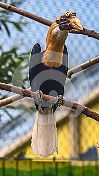 Papuan hornbill 5