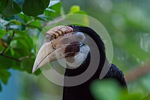 Papuan hornbill