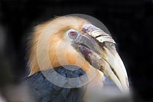 Papuan hornbill, Aceros plicatus, has a large beak photo