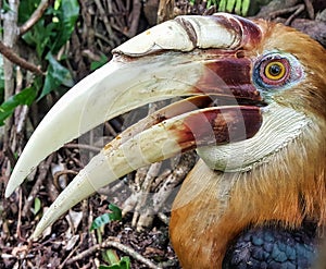 Papuan Hornbill or Blyth`s Hornbill