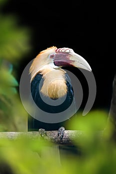 Papuan Hornbill, Blyth`s hornbill Rhyticeros plicatus. Beautiful jungle hornbill