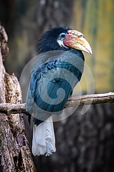 Papuan Hornbill, Blyth`s hornbill Rhyticeros plicatus. Beautiful jungle hornbill