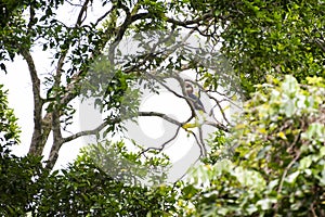 Papuan Hornbill in Manusela National Park, Indonesia