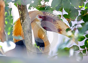 Papuan Hornbill (Rhyticeros plicatus): A Symbol of Papua's Natural Grandeur