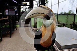 Papuan hornbill (Rhyticheros plicatus)