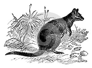 Papuan Kangaroo, vintage illustration