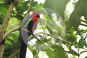 Papuan king parrot