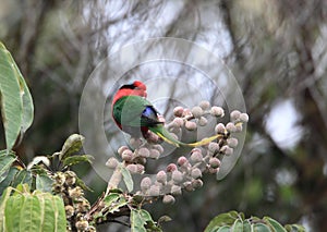 Papuan Lorikeet