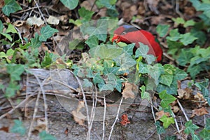 Papuan lorikeet