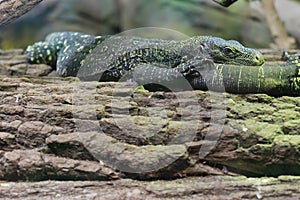 Papuan monitor