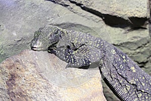 Papuan Monitor-Varanus Salvadorii