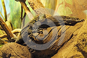 Papuan monitors