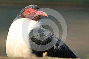 Papuan mountain-pigeon