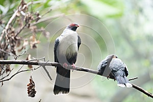 Papuan Mountain-pigeon -Gymnophaps albertisii