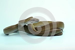 A Papuan Olive Python is showing aggressive behavior.