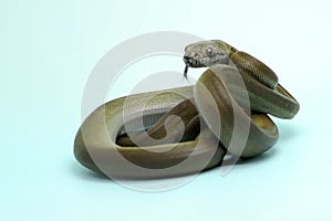 A Papuan Olive Python is showing aggressive behavior.