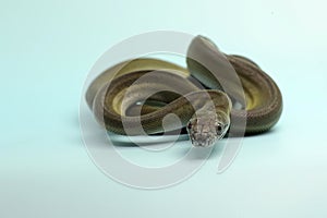 A Papuan Olive Python is showing aggressive behavior.