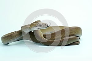 A Papuan Olive Python is showing aggressive behavior.