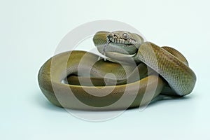 A Papuan Olive Python is showing aggressive behavior.