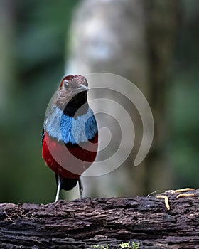 Papuan pitta or Erythropitta macklotii seen in Nimbokrang, West Papua, Indonesia