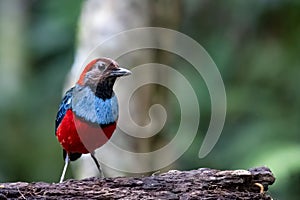 Papuan pitta or Erythropitta macklotii seen in Nimbokrang, West Papua, Indonesia