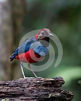 Papuan pitta or Erythropitta macklotii seen in Nimbokrang, West Papua, Indonesia