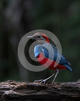 Papuan pitta or Erythropitta macklotii seen in Nimbokrang, West Papua, Indonesia