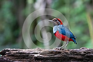 Papuan pitta or Erythropitta macklotii seen in Nimbokrang, West Papua, Indonesia