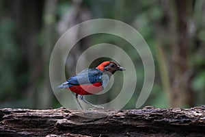 Papuan pitta or Erythropitta macklotii seen in Nimbokrang, West Papua, Indonesia