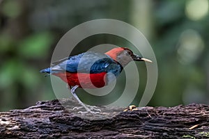 Papuan pitta or Erythropitta macklotii seen in Nimbokrang, West Papua, Indonesia